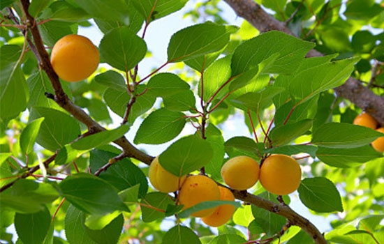 立夏吃個杏，到老沒有病